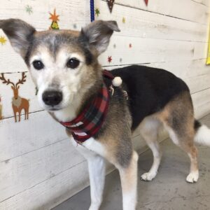 仕上がりミックス