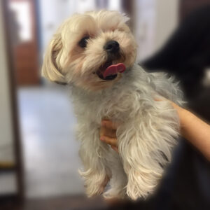 よろしくミックス