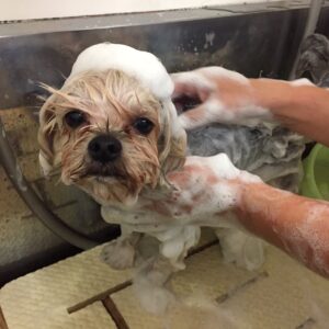 シャンプーミックス