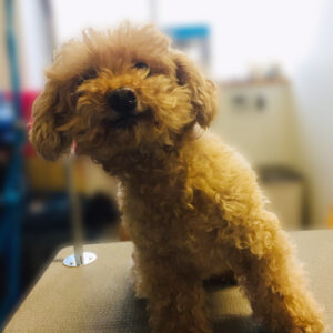 よろしくトイプー