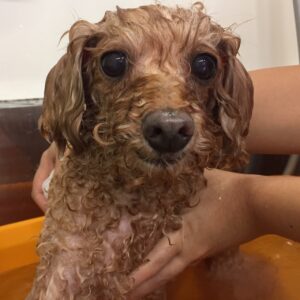 お風呂トイプー