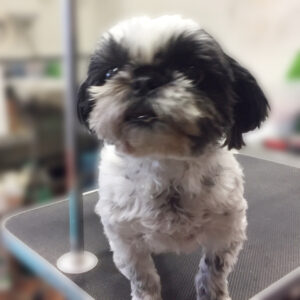 よろしくシーズー