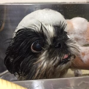 シャンプーシーズー