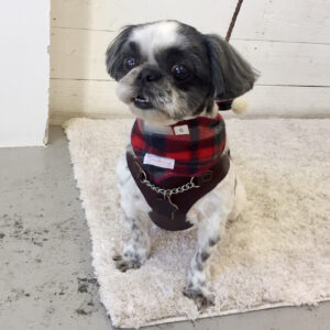 仕上がりシーズー