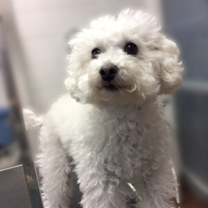 よろしくトイプー