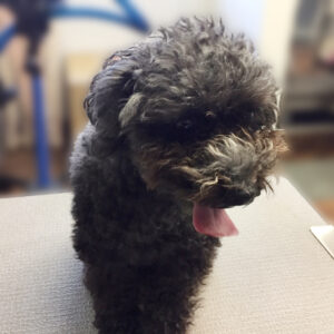 よろしくトイプー