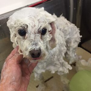 シャンプートイプー