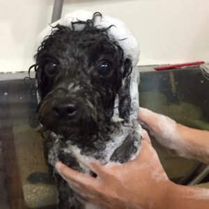 シャンプートイプー