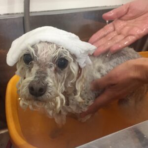 お風呂トイプー