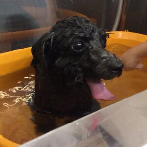 お風呂トイプー