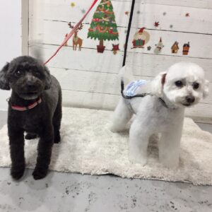 仕上がりトイプー