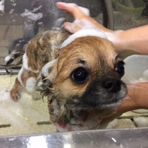 シャンプーチワワ