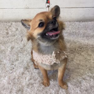 仕上がりチワワ