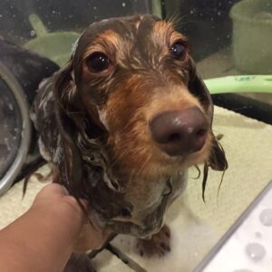 シャンプーダックス