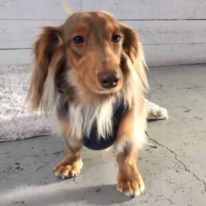 仕上がりダックス