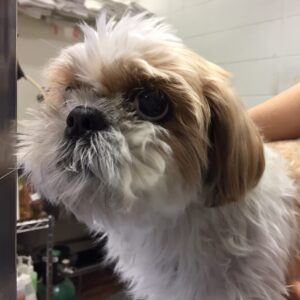 美らちゃんカット前