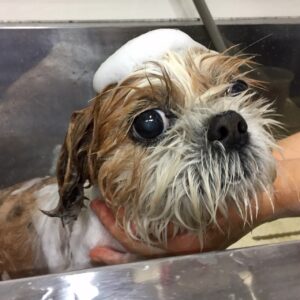 美らちゃんシャンプー中