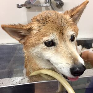 りーちゃんシャンプー中
