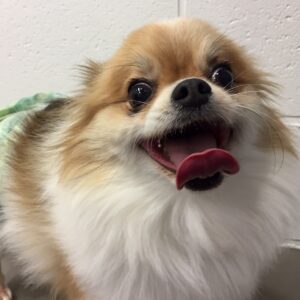 ブルちゃんカット前