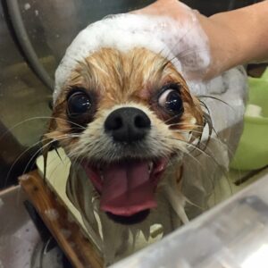 ブルちゃんシャンプー中