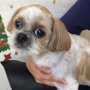 美らちゃん施術後