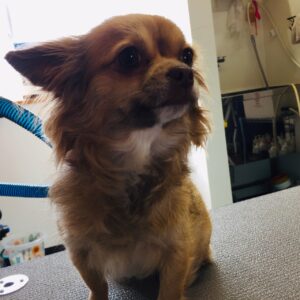 ココちゃんカット前