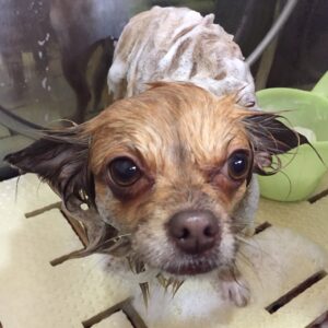 ココちゃんシャンプー中