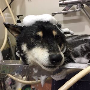 シャンプーしば