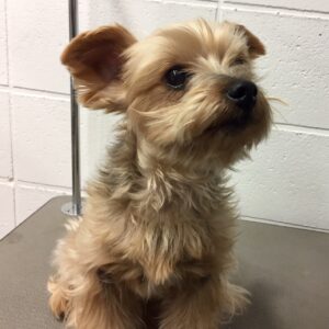 よろしくヨーキー