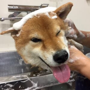 シャンプーしば