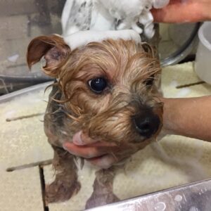 シャンプーヨーキー