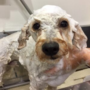 シャンプートイプー