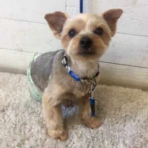 仕上がりヨーキー