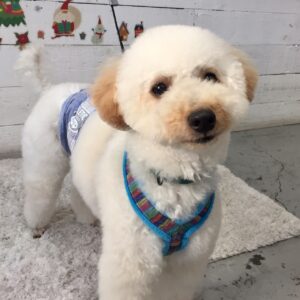 仕上がりトイプー