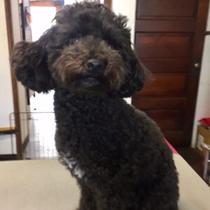 すみちゃんカット前