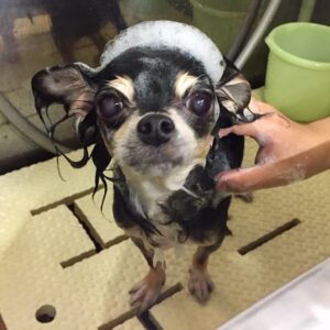 レアちゃんシャンプー中