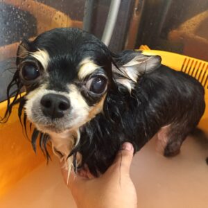 レアちゃんスパ中