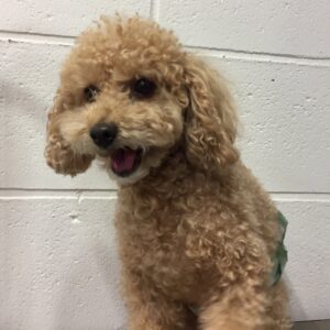 マルちゃんカット前