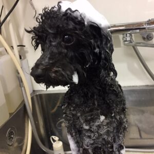 すみちゃんシャンプー中