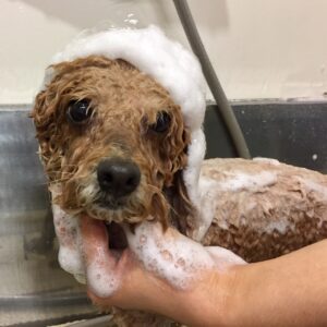 マルちゃんシャンプー中