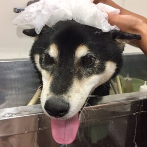 吉助ちゃんシャンプー中