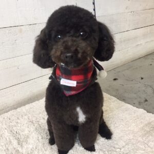 すみちゃん施術後