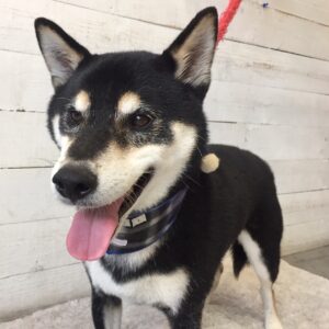 吉助ちゃん施術後