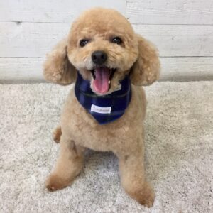 マルちゃん施術後