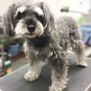 よろしくMシュナ