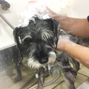 シャンプーMシュナ