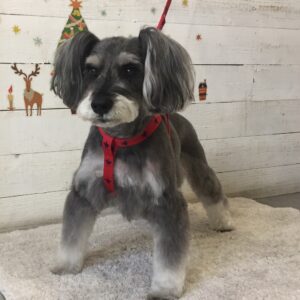 仕上がりMシュナ