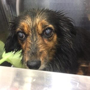 シャンプーミックス