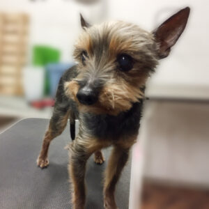 よろしくミックス