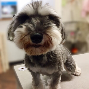 よろしくMシュナ